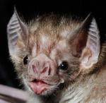 Photo of Bat Ramps