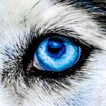 Profile picture of Wolfpack Awoooo