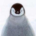 Profile picture of BattlePenguin